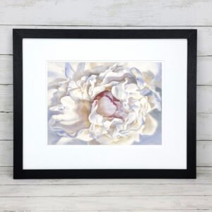 Framed Rain Kissed Peony